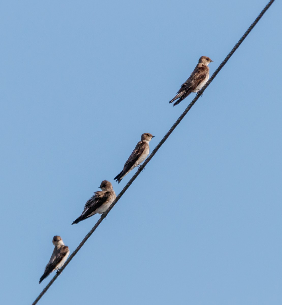 Northern Rough-winged Swallow - ML617494742