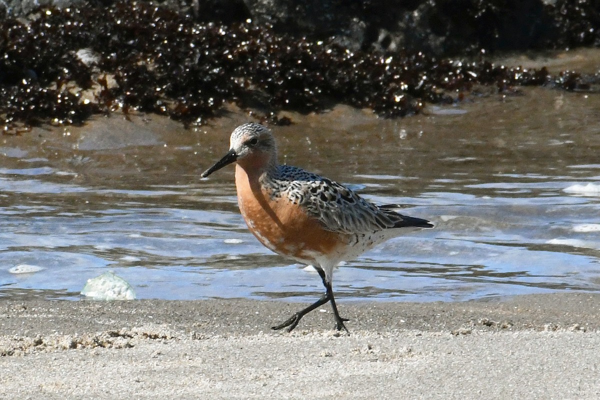 Red Knot - ML617494851