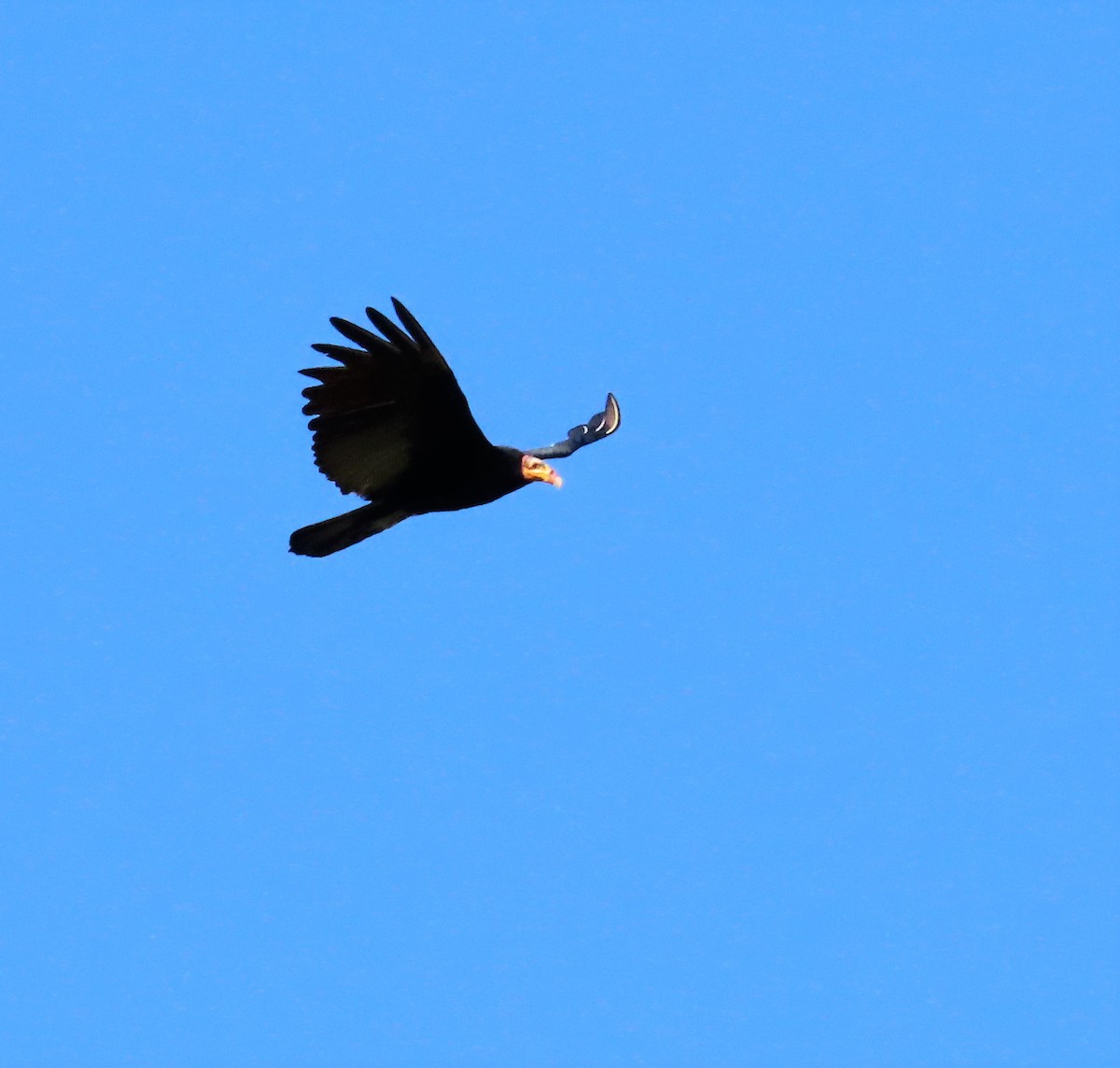 Greater Yellow-headed Vulture - ML617494871