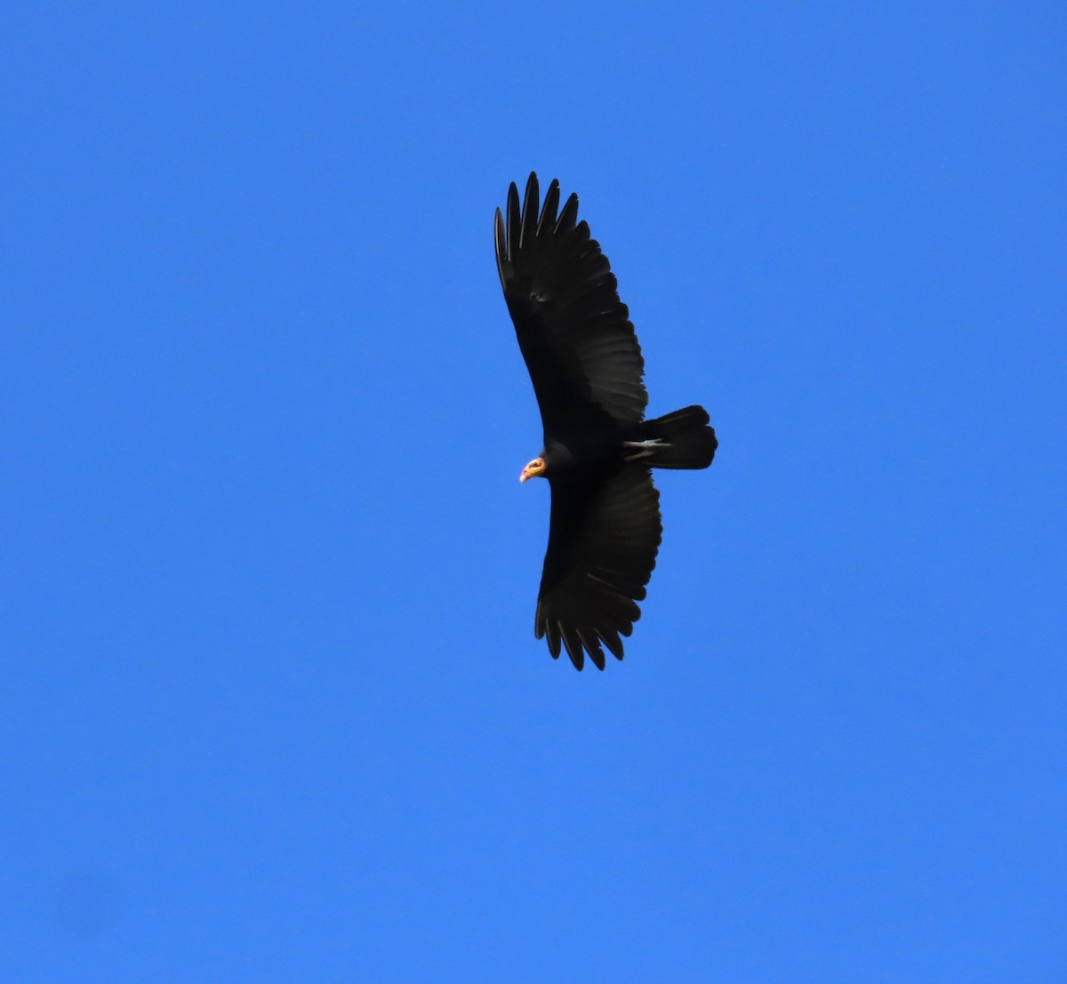 Greater Yellow-headed Vulture - ML617494873