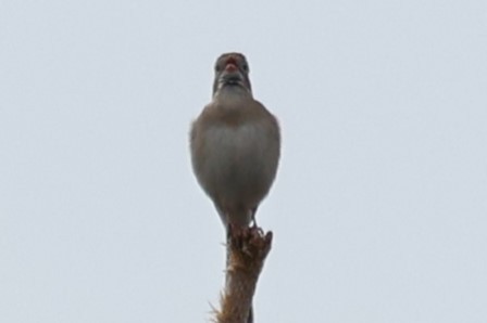 Field Sparrow - ML617494920
