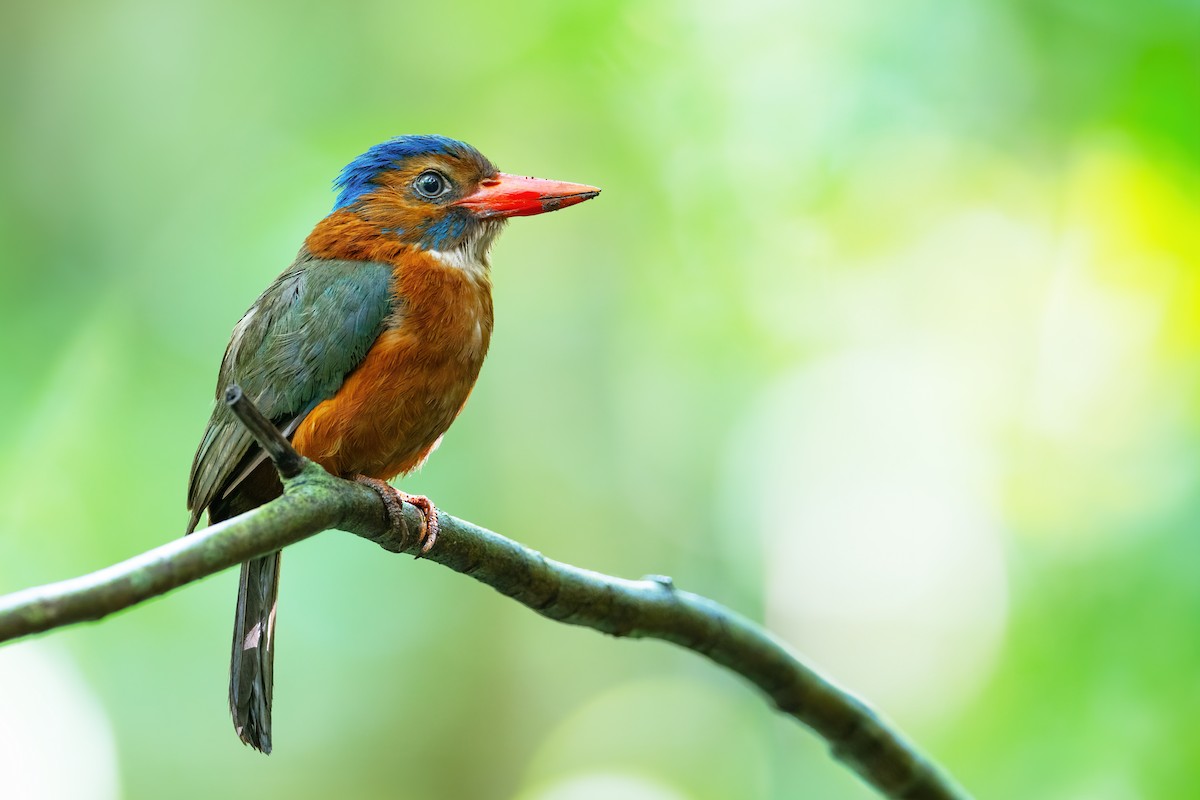 Green-backed Kingfisher (Blue-headed) - ML617494927