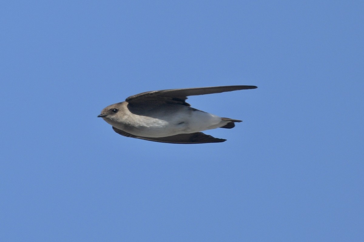 Northern Rough-winged Swallow - ML617494950