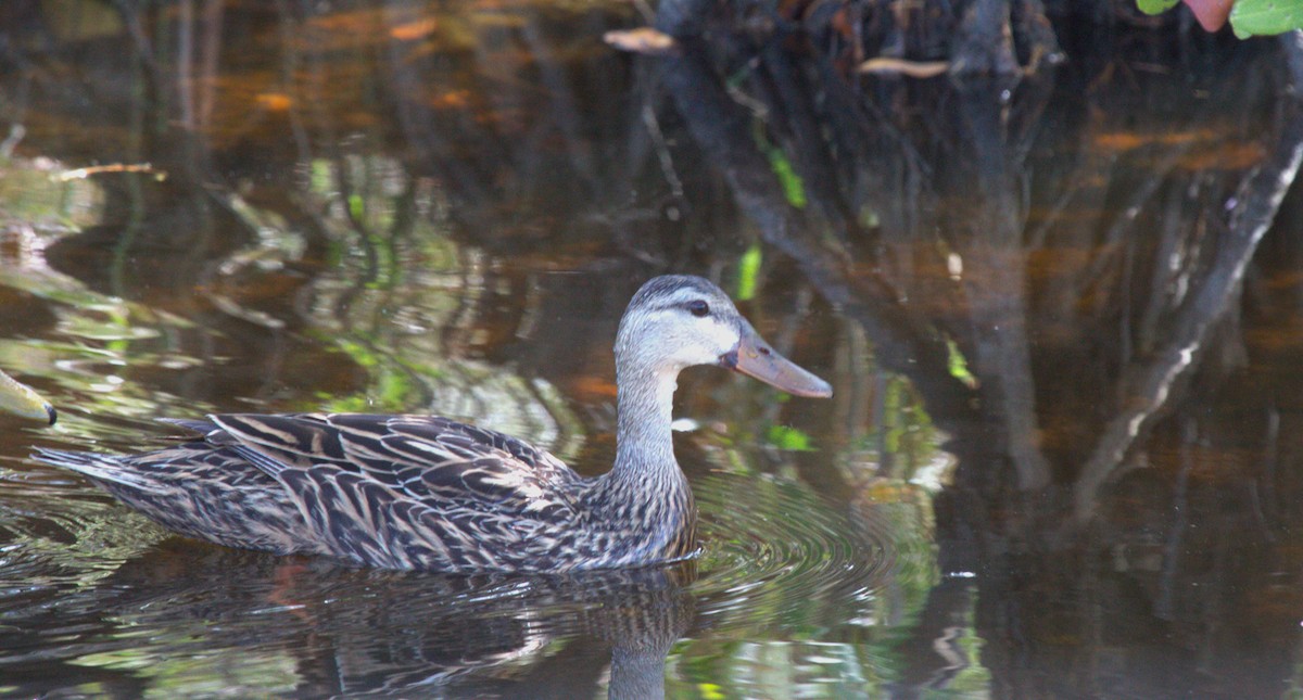 eBird Checklist 1 Apr 2024 Merritt Island NWRBlack Point Wildlife