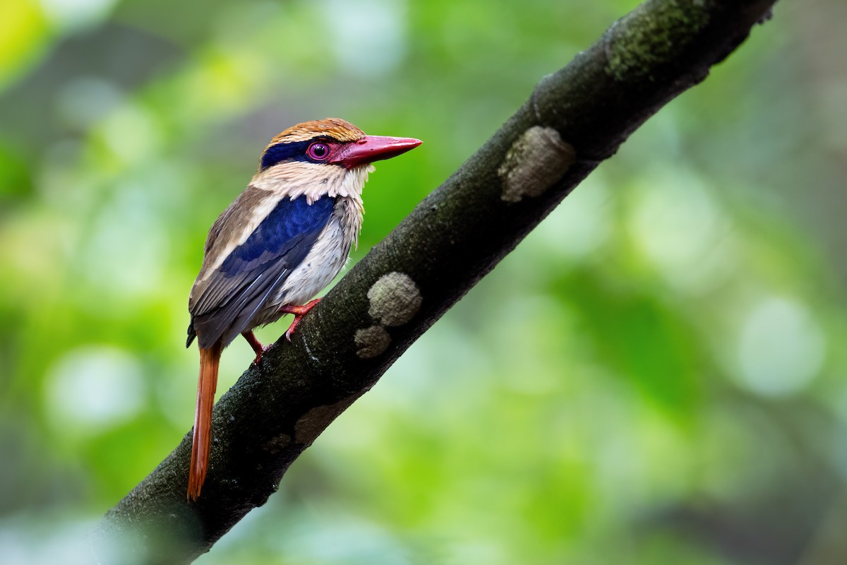 Sulawesi Lilac Kingfisher - ML617495005