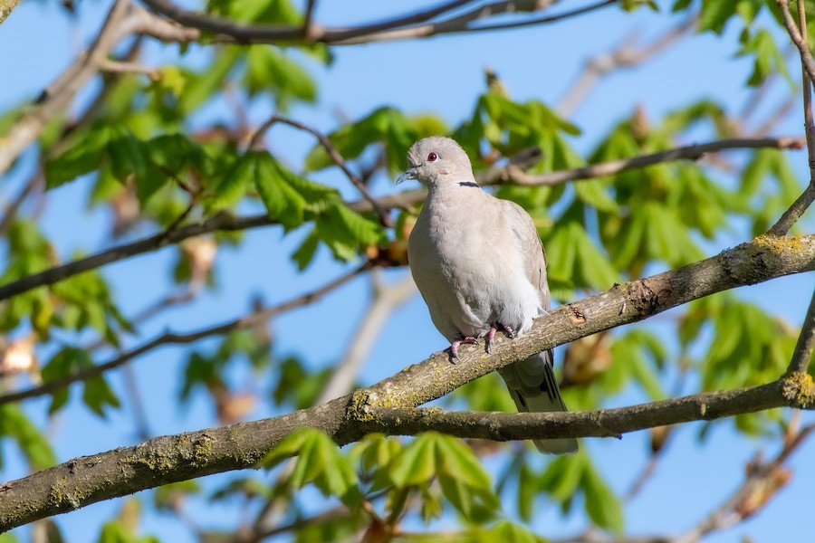 Eurasian Collared-Dove at Abbotsford - Downes Road Home/Property by Randy Walker