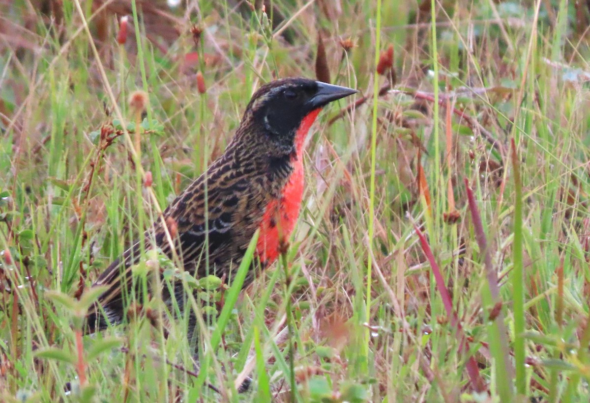 Red-breasted Meadowlark - ML617495030