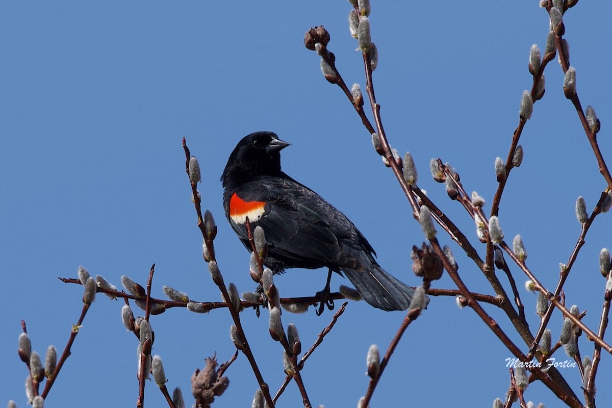 Red-winged Blackbird - ML617495093