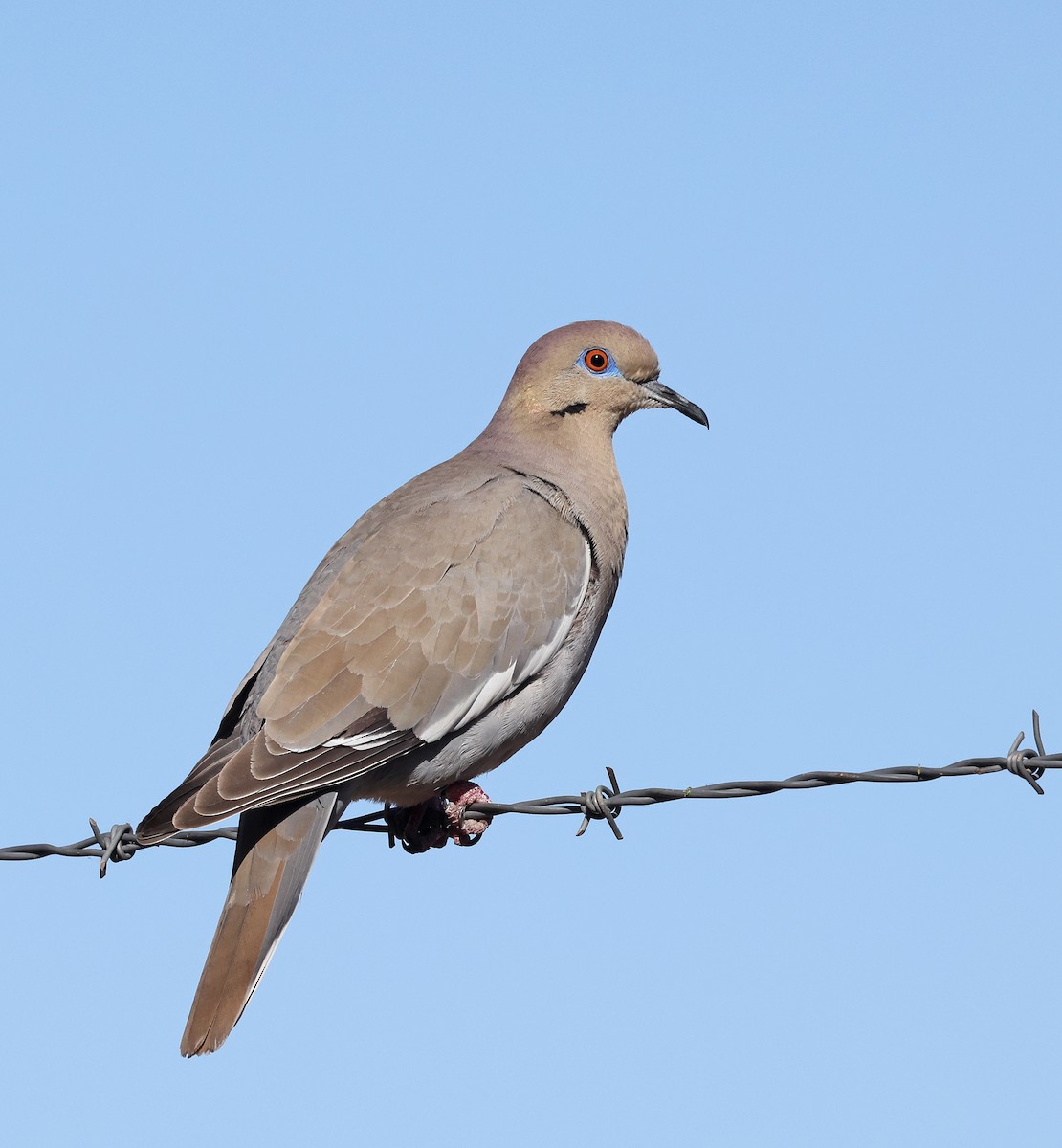 White-winged Dove - ML617495119