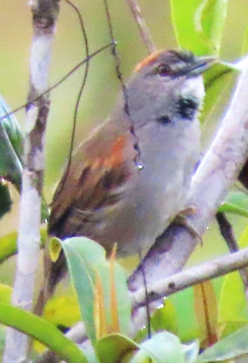 Pale-breasted Spinetail - ML617495144