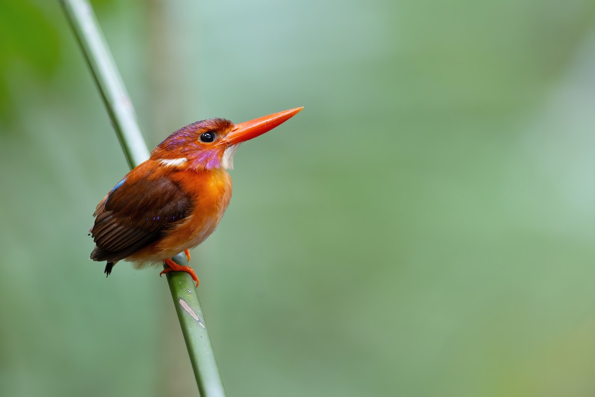 Sulawesi Dwarf-Kingfisher - ML617495158
