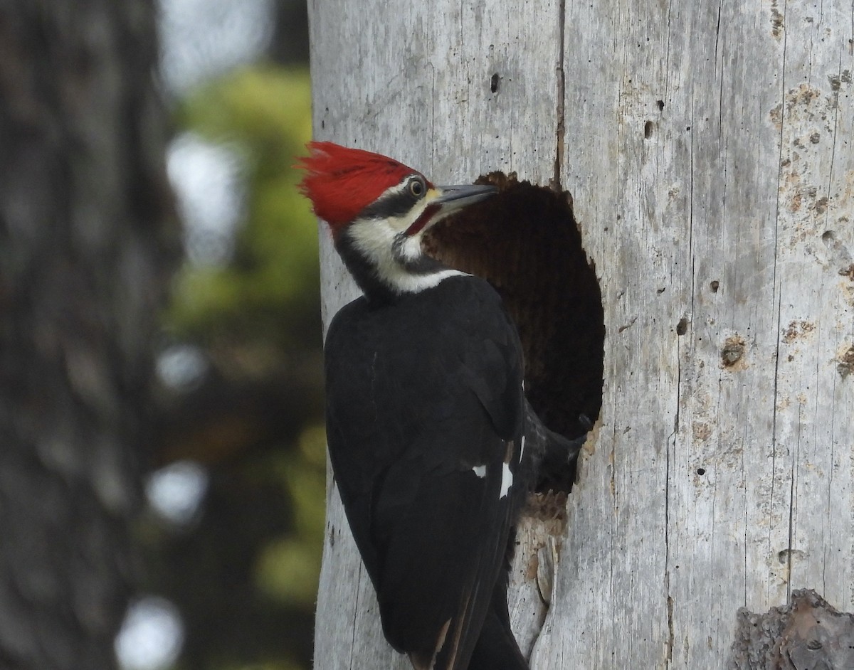 Pileated Woodpecker - ML617495177
