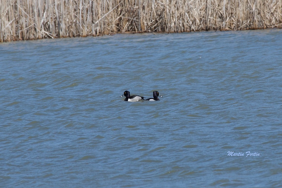 Ring-necked Duck - Martin Fortin