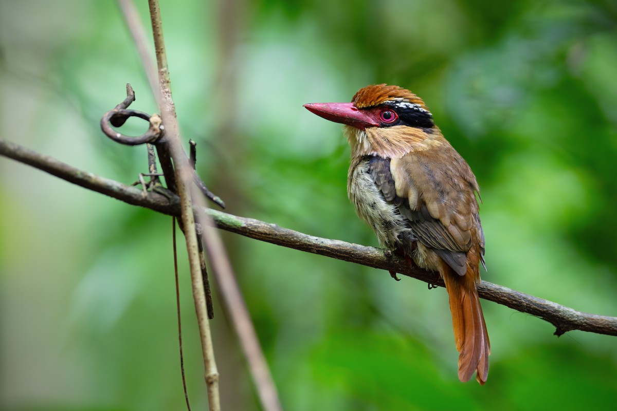 Sulawesi Lilac Kingfisher - ML617495192