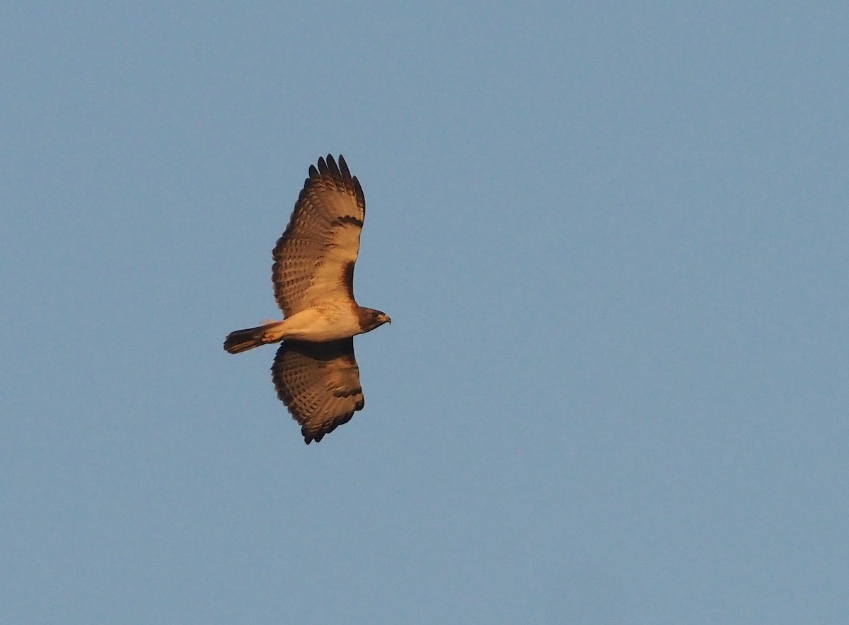 Red-tailed Hawk - ML617495220