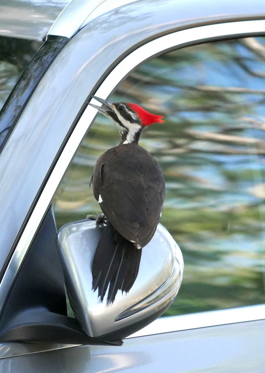 Pileated Woodpecker - ML617495227