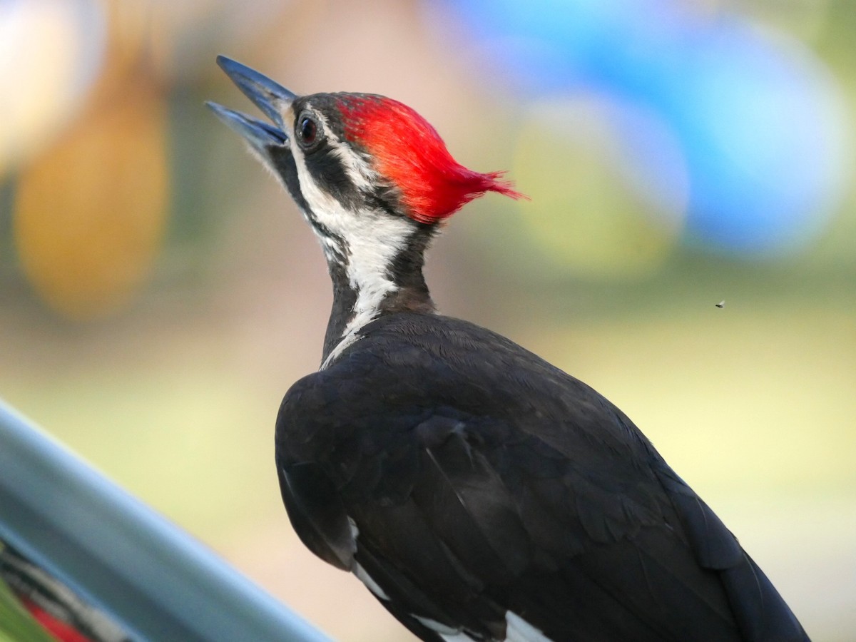 Pileated Woodpecker - ML617495228