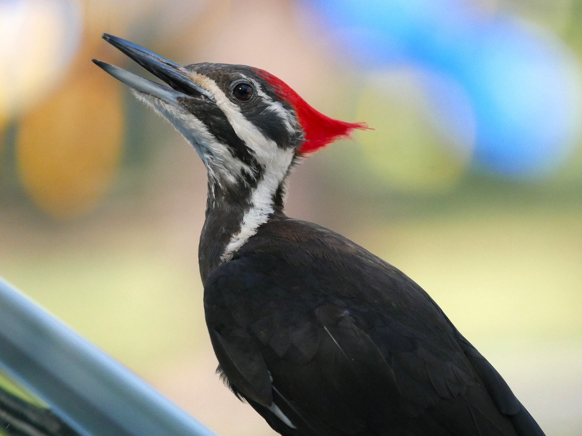 Pileated Woodpecker - ML617495229
