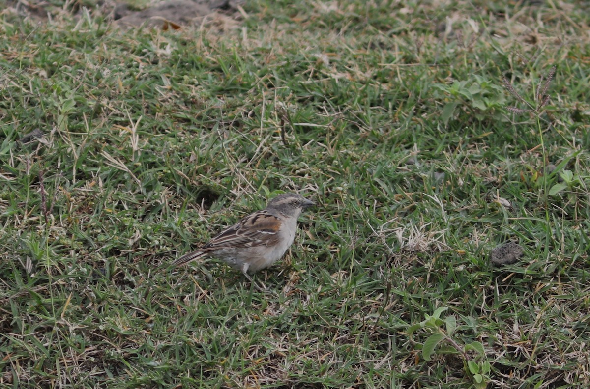 Kenya Rufous Sparrow - ML617495236