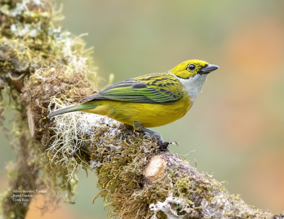 Silver-throated Tanager - ML617495238