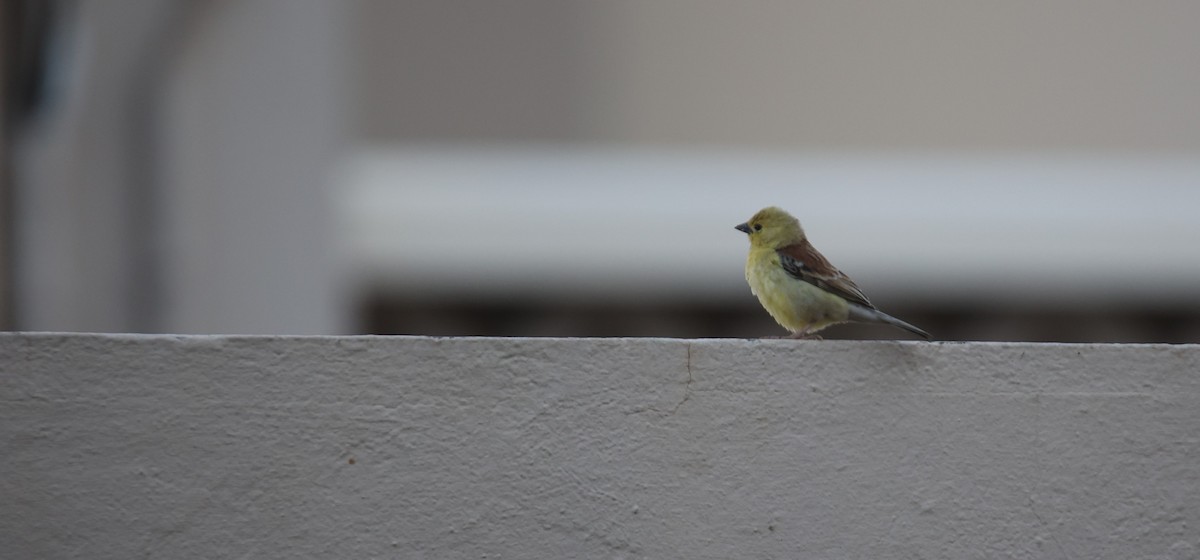 Sudan Golden Sparrow - Ayoze Rodríguez Rodríguez