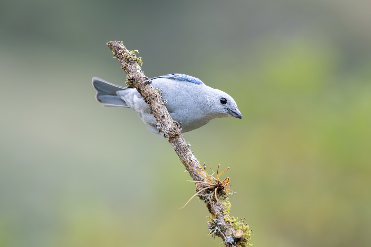 Blue-gray Tanager - ML617495248