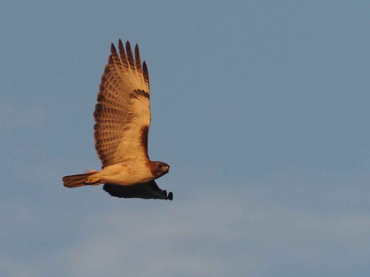 Red-tailed Hawk - ML617495270
