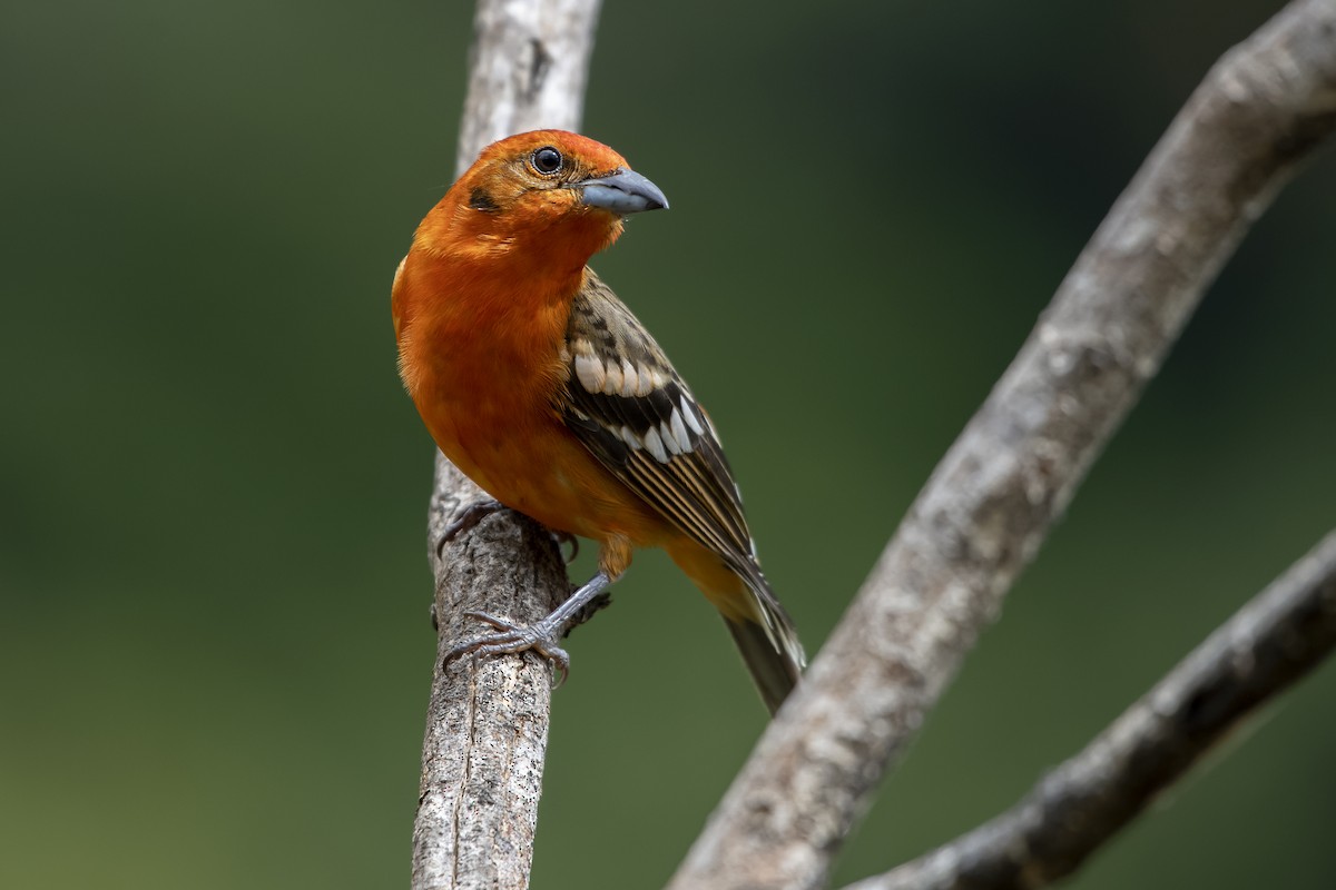 Flame-colored Tanager - ML617495284