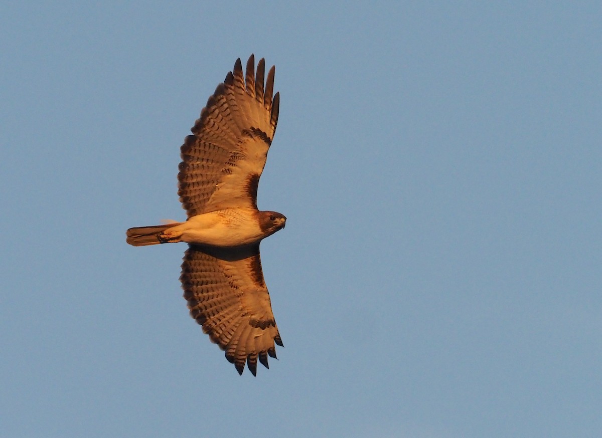 Red-tailed Hawk - ML617495285