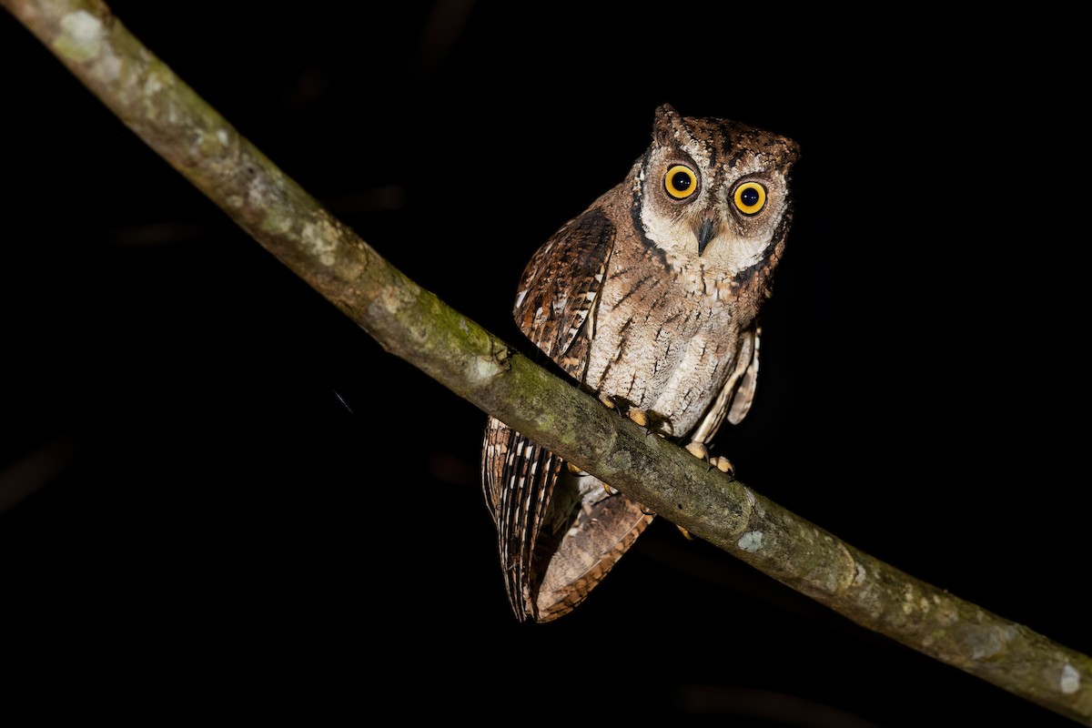 Moluccan Scops-Owl (Moluccan) - ML617495337