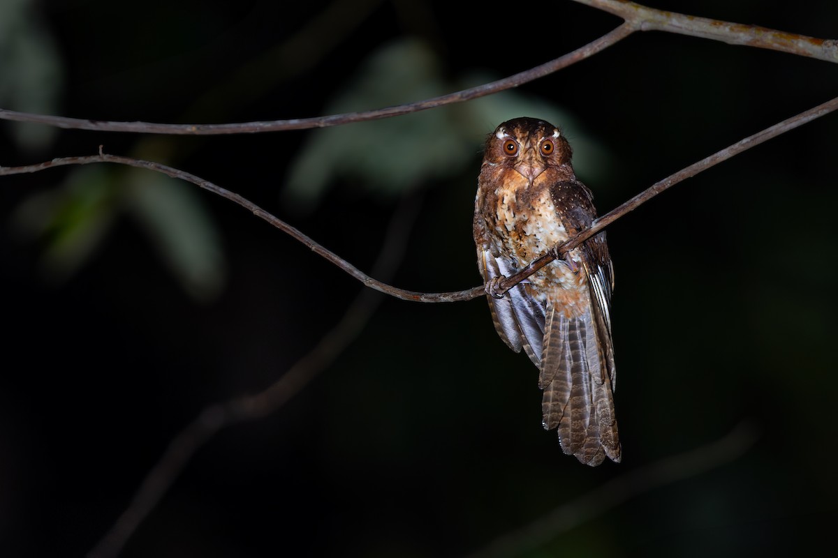 Moluccan Owlet-nightjar - JJ Harrison