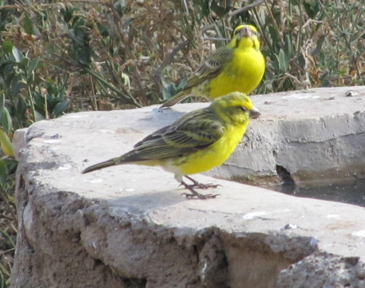 White-bellied Canary - ML617495372