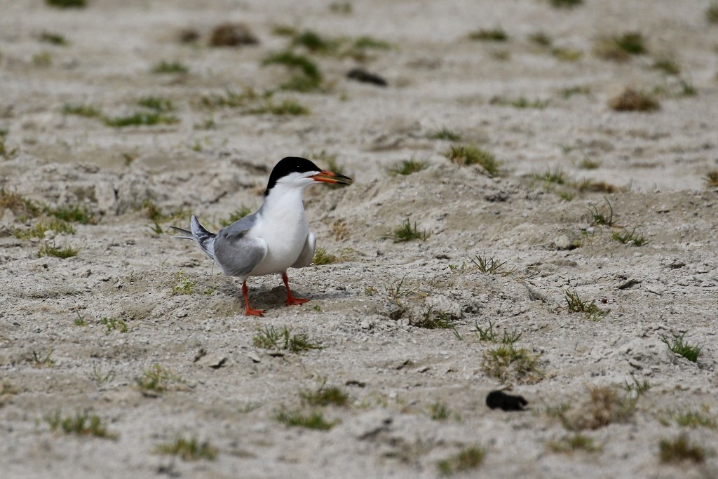 Common Tern - Maurice Raymond