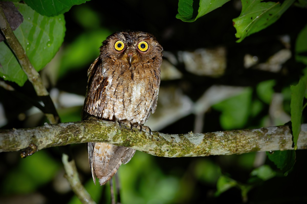 Sulawesi Scops-Owl - JJ Harrison