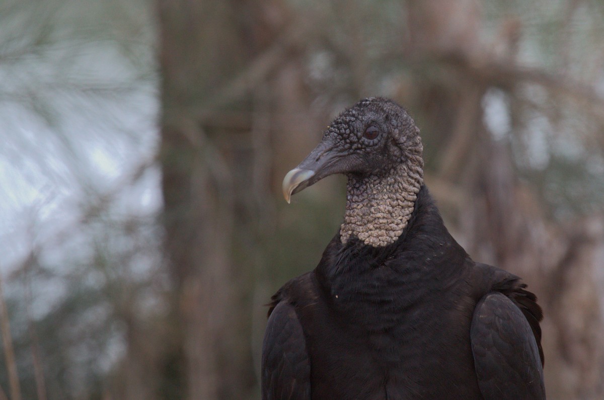 Black Vulture - ML617495439