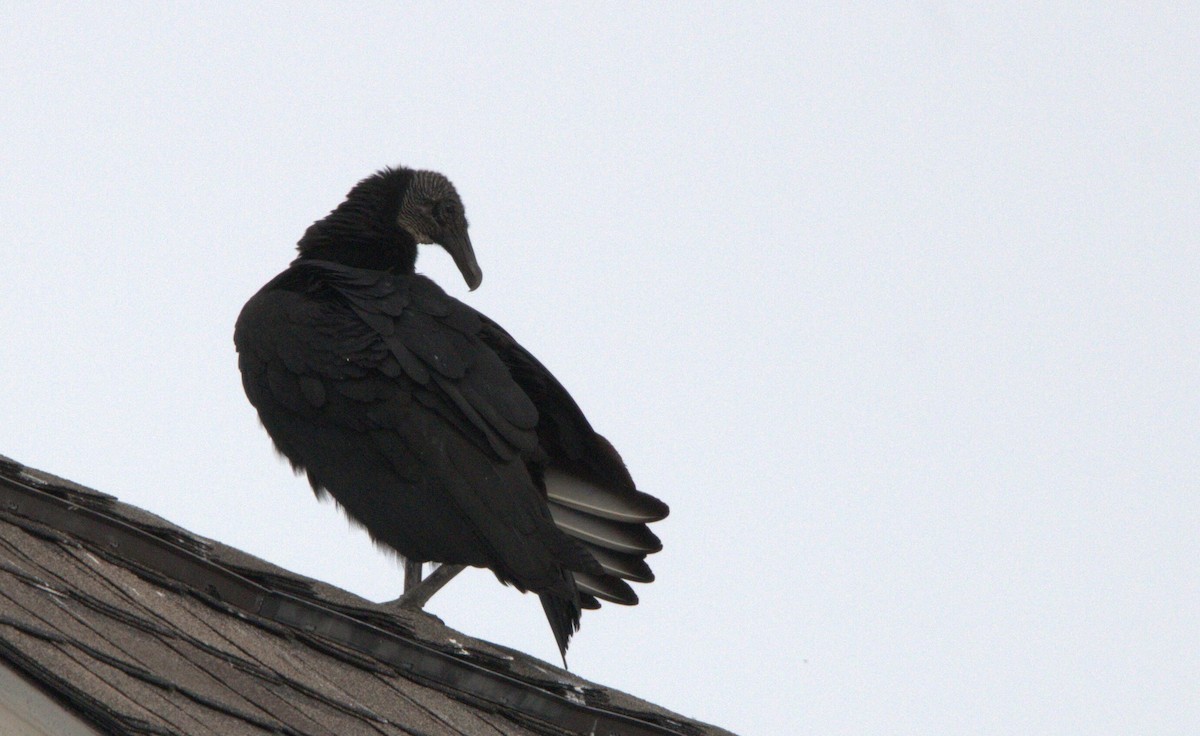 Black Vulture - Winston Humphreys 🦜