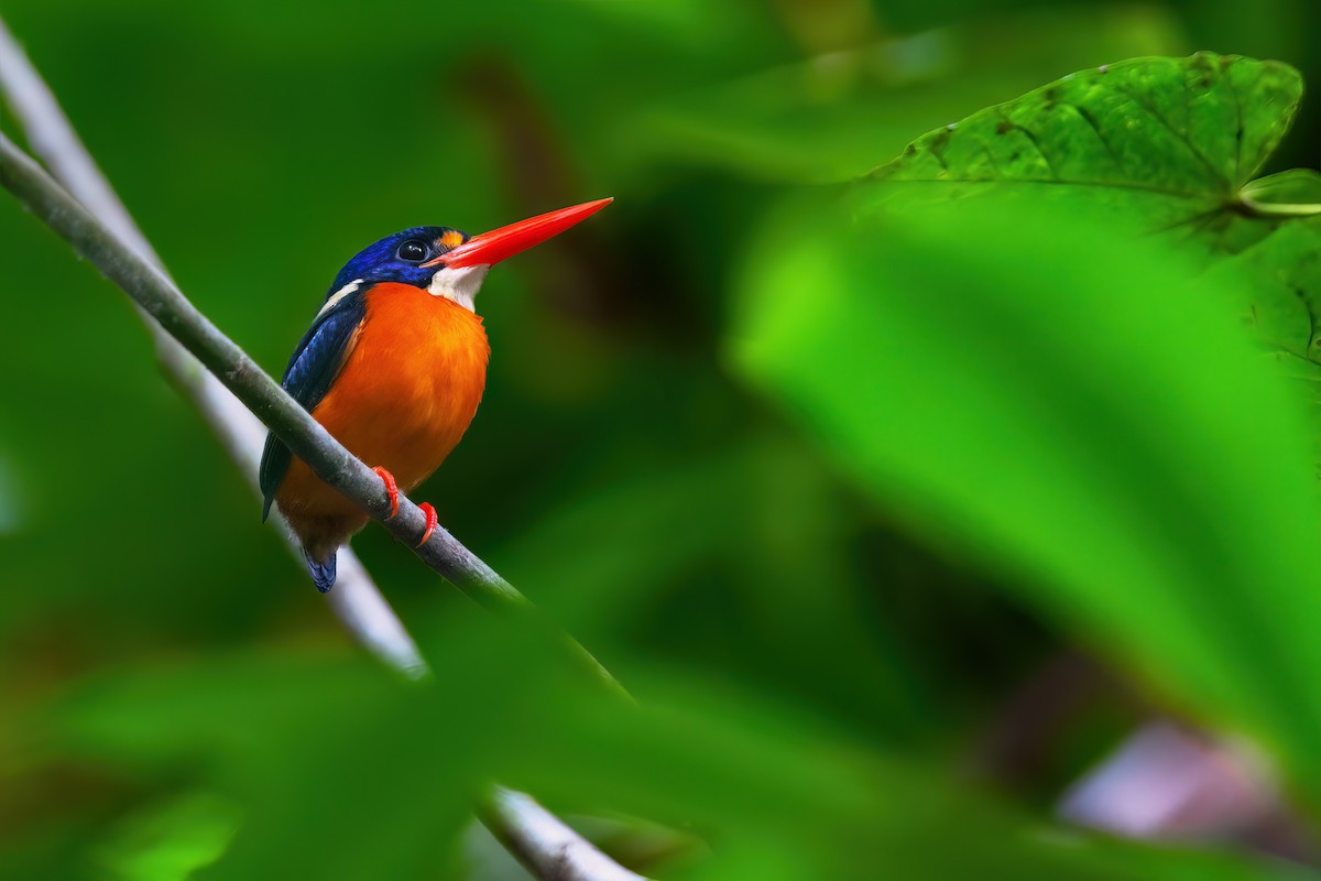 Moluccan Dwarf-Kingfisher (North Moluccan) - ML617495489