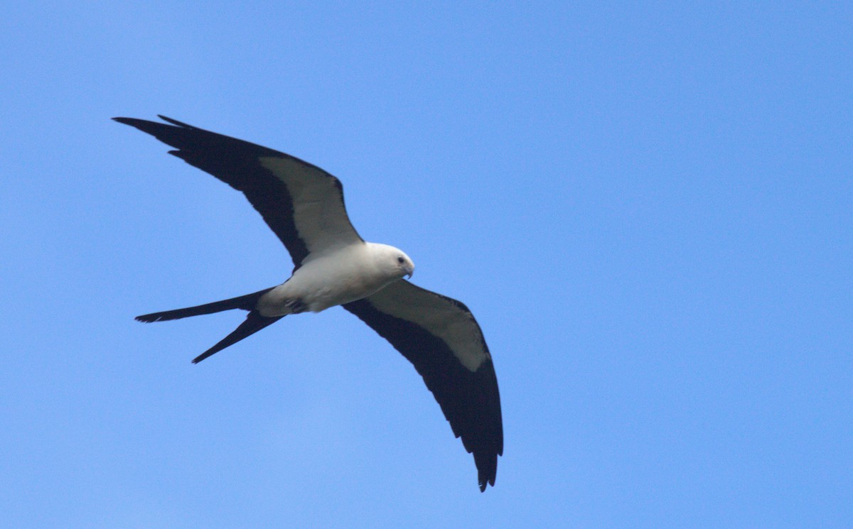 Swallow-tailed Kite - Johnny Kube