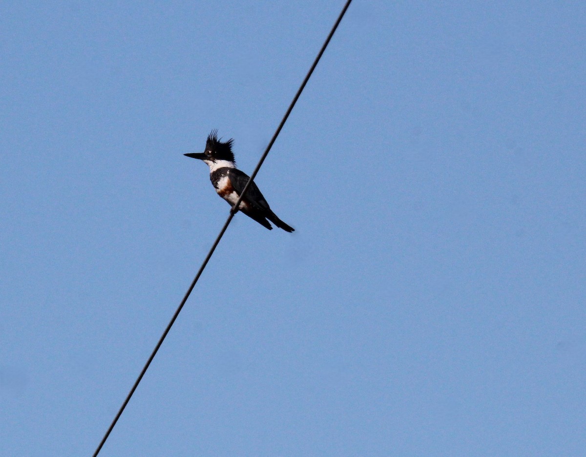 Belted Kingfisher - ML617495846