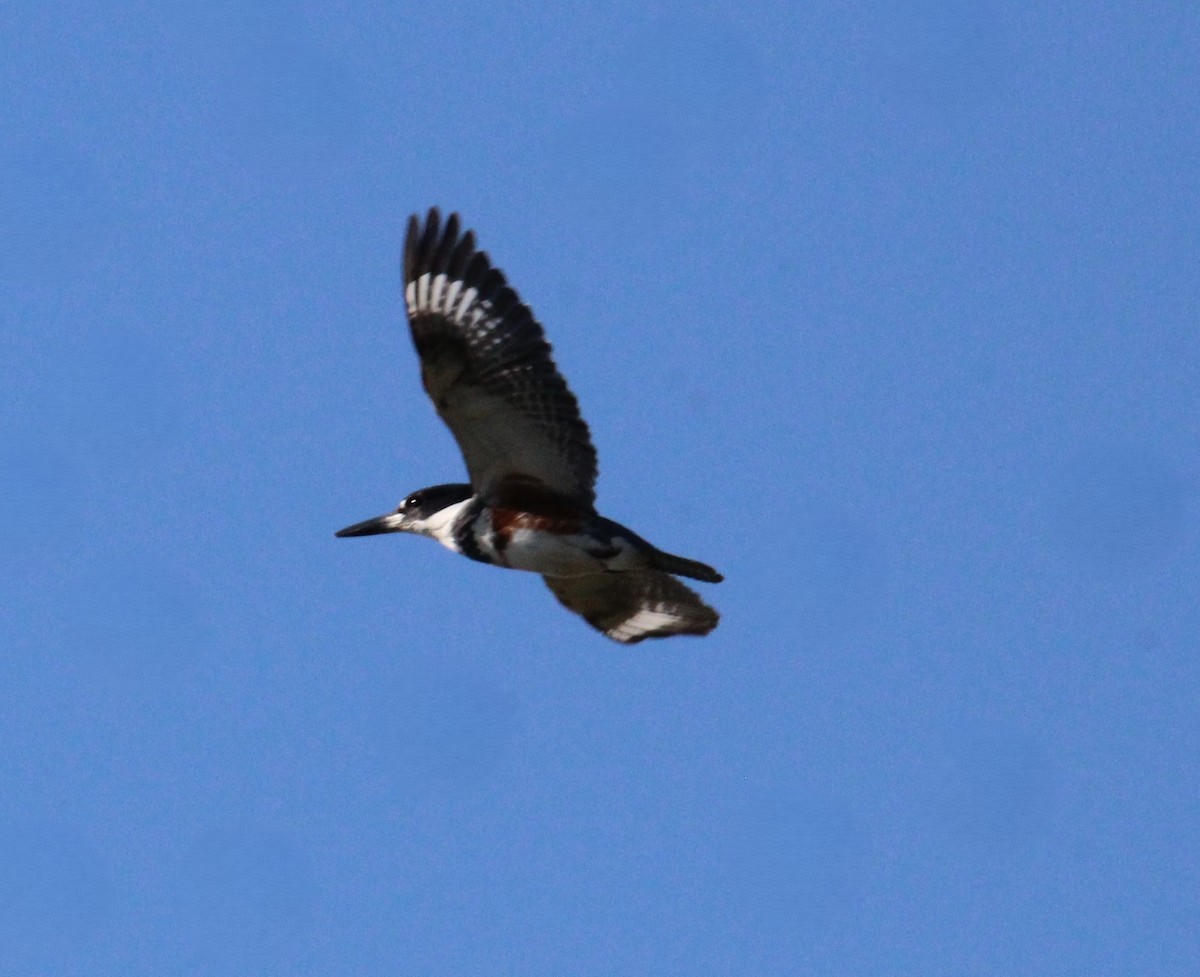 Belted Kingfisher - ML617495854