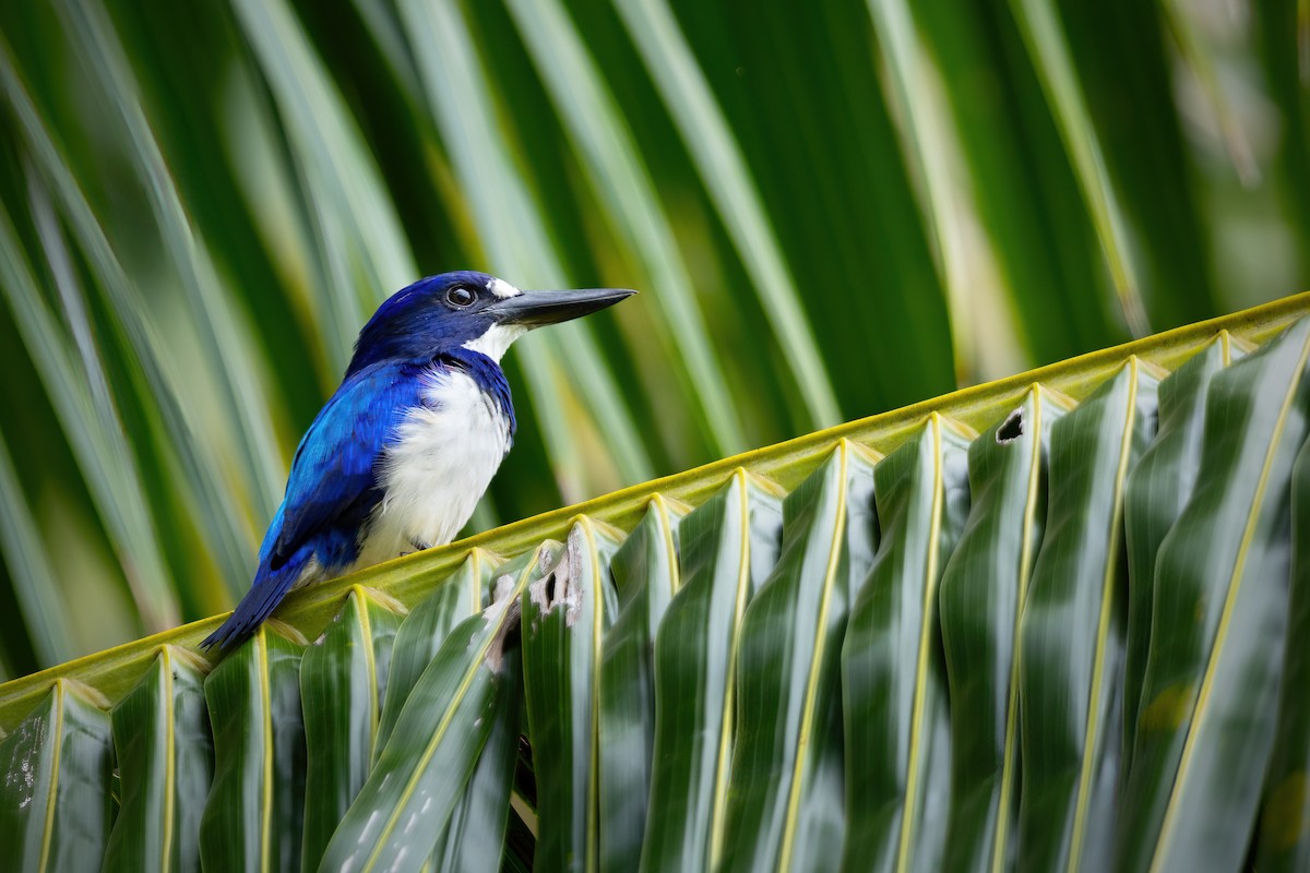 Blue-and-white Kingfisher - ML617495890