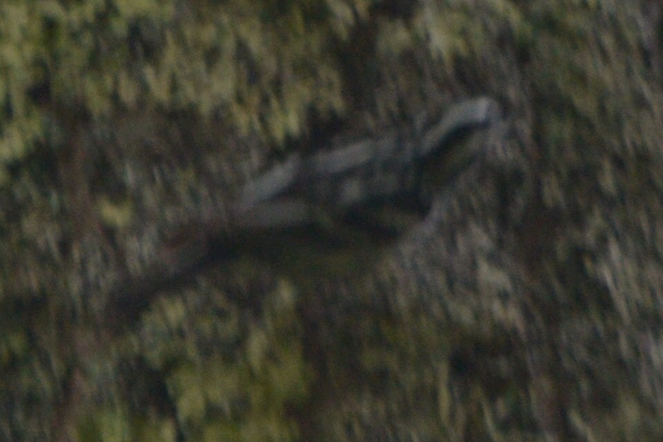 Black-and-white Warbler - ML617495893