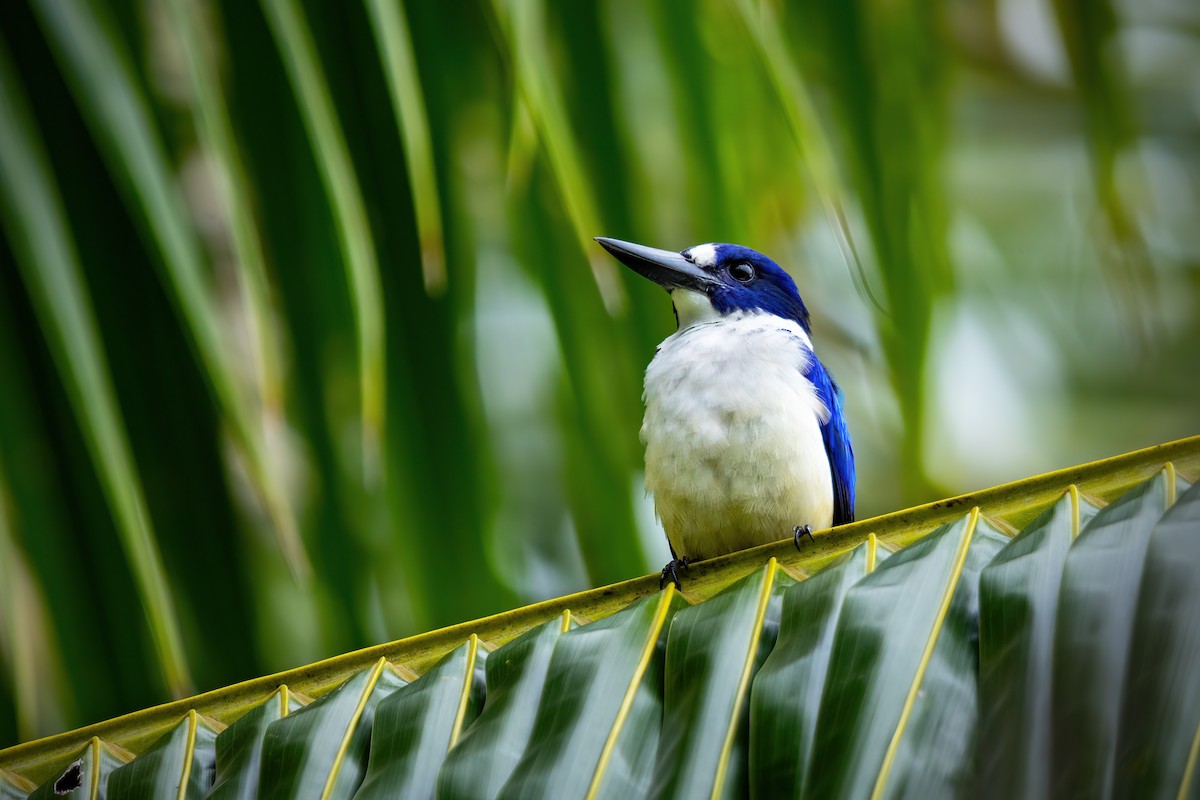 Blue-and-white Kingfisher - ML617495896