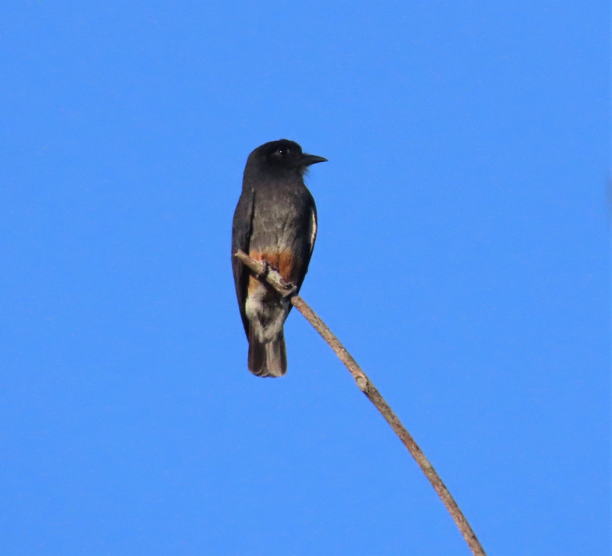 Swallow-winged Puffbird - ML617495907