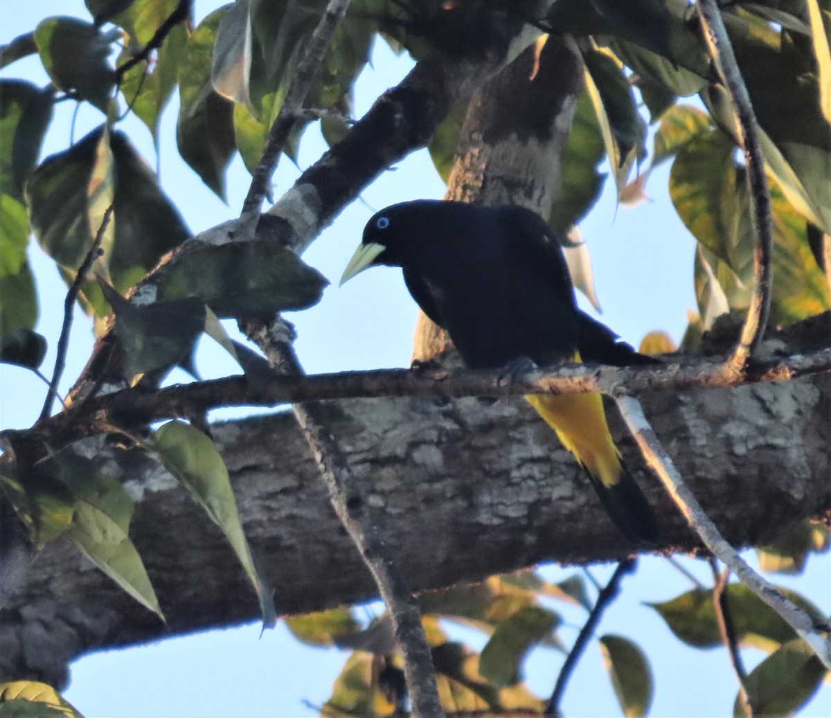 Yellow-rumped Cacique - ML617495913