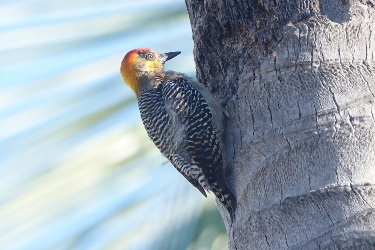 Golden-cheeked Woodpecker - ML617495956