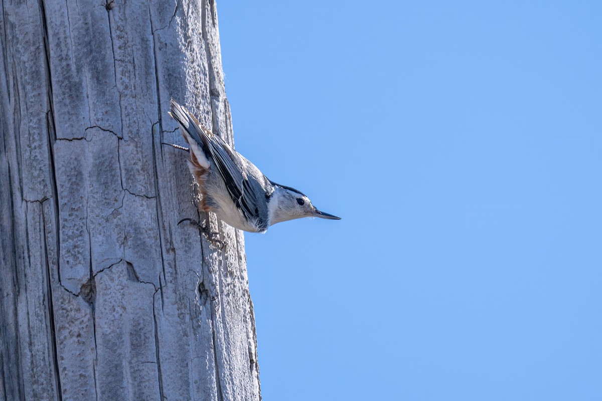White-breasted Nuthatch - ML617495963
