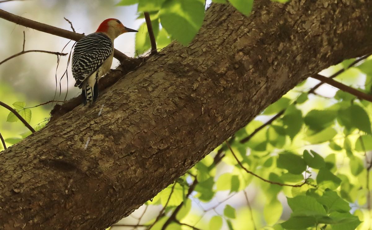 Red-bellied Woodpecker - ML617495978
