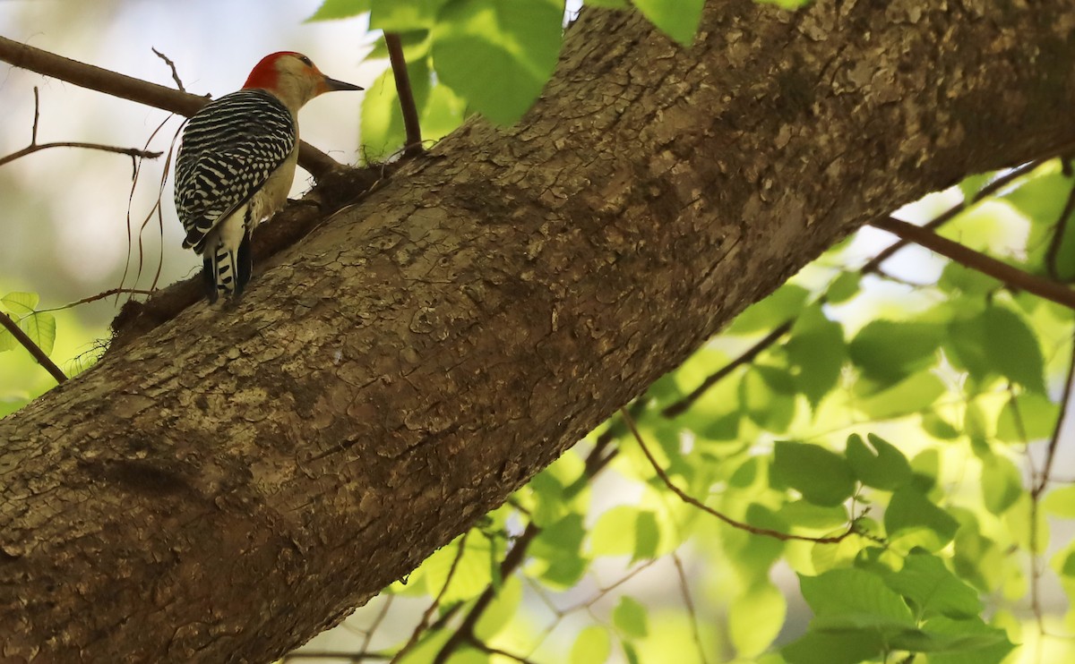 Red-bellied Woodpecker - ML617495983