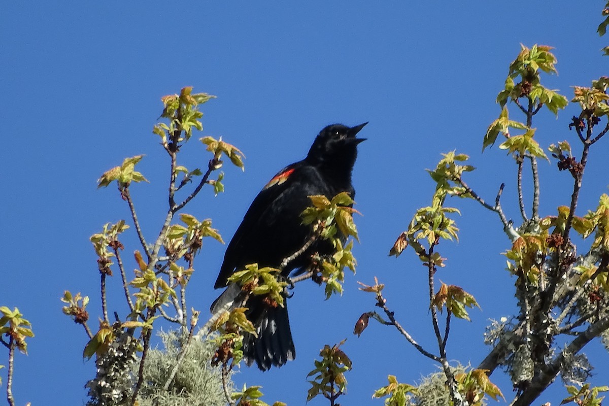 Red-winged Blackbird (Red-winged) - ML617496019